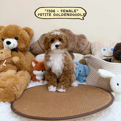 Petite Goldendoodle - 7306 (Female)
