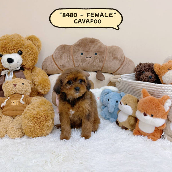 Cavapoo - 8480 (Female)