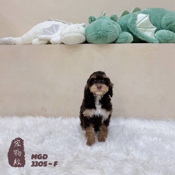 Mini Goldendoodle - 3305 (F)