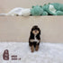 Mini Goldendoodle - 3305 (F)