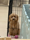 Cavapoo - 5280 (F)