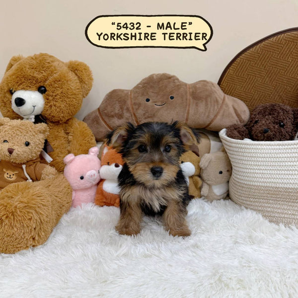 Yorkshire Terrier “Yorkie” - 5432 (Male)