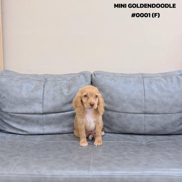 Mini Goldendoodle - 0001 (F)