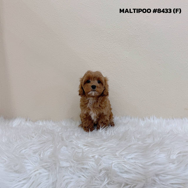 Maltipoo - 8433 (F)