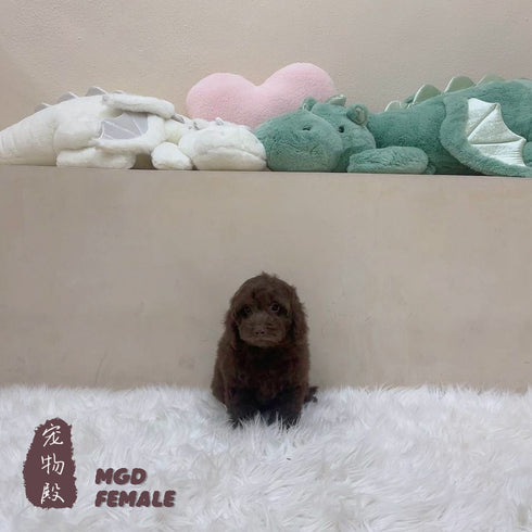 Mini Goldendoodle - 5168 (F)