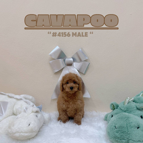 Cavapoo - 4156 (Male)