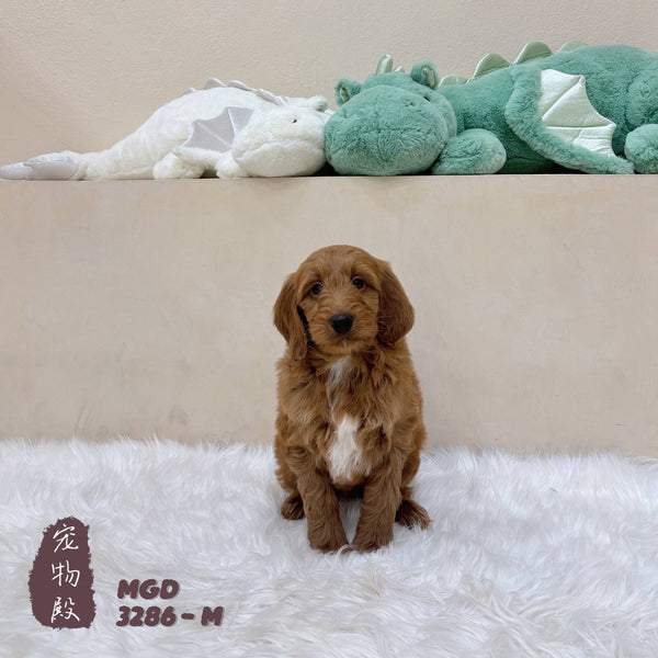 Mini Goldendoodle - 3286 (M)