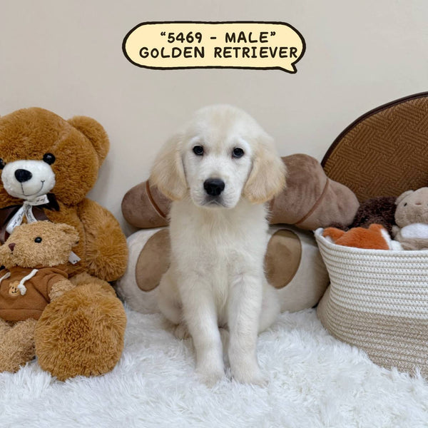 Golden Retriever - 5469 (Male)