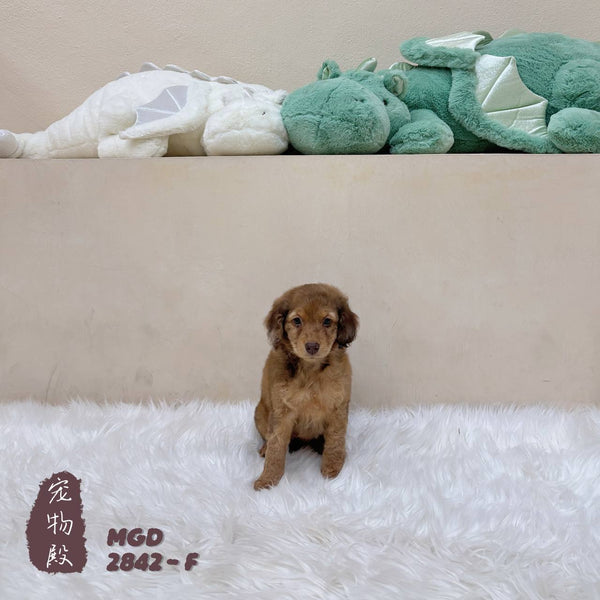 Mini Goldendoodle - 2842 (F)