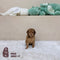 Mini Goldendoodle - 2842 (F)