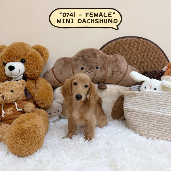 Mini Dachshund Cream Longhair - 0741 (Female)