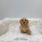 Mini Golden-doodle - 5813 (M)