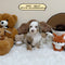 Petite Goldendoodle - 6692 (Male)