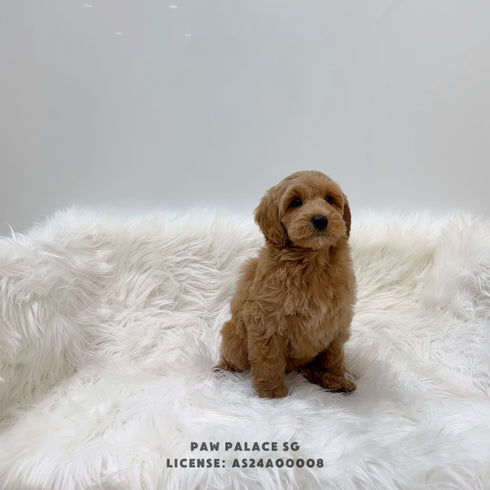 Mini Golden-doodle - 5894 (M)