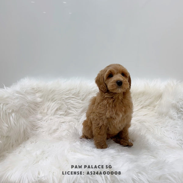 Mini Golden-doodle - 5894 (M)