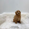 Mini Golden-doodle - 5894 (M)