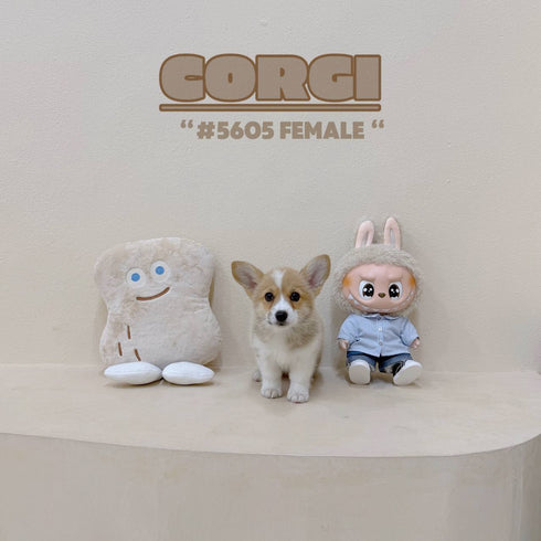 Corgi - 5605 (Female)