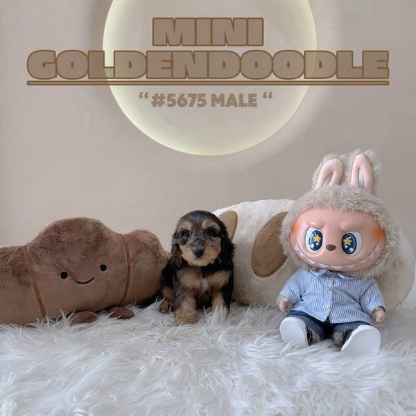 Mini Goldendoodle - 5675 (M)