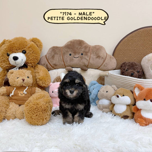 Petite Goldendoodle - 7174 (Male)