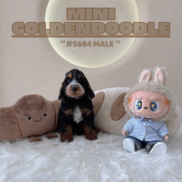 Mini Goldendoodle - 5684 (M)