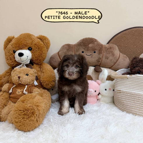 Petite Goldendoodle - 7645 (Male)