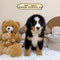 Bernese Mountain Dog - 8831 (Male)