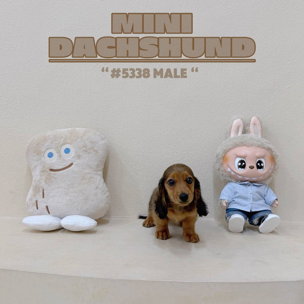 Mini Dachshund - 5338 (M)