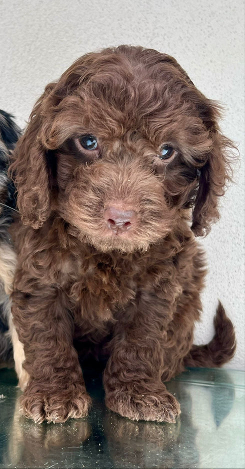 Mini Goldendoodle - 5168 (F)