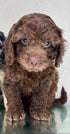 Mini Goldendoodle - 5168 (F)