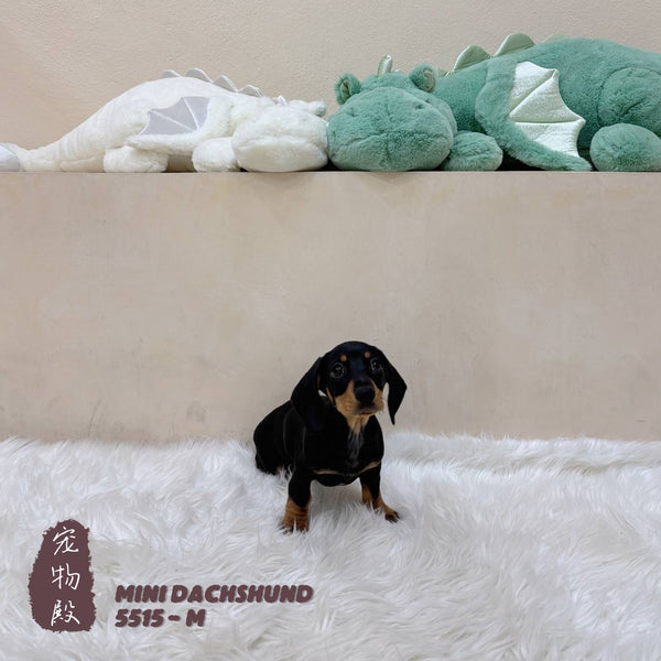 Mini Dachshund - 5515 (M)