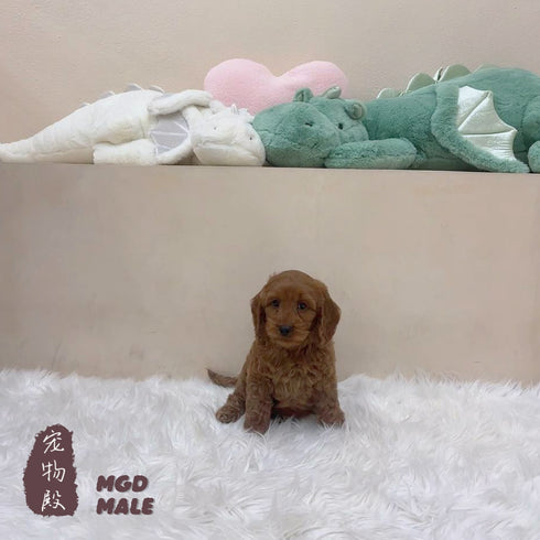 Mini Goldendoodle - 5172 (M)