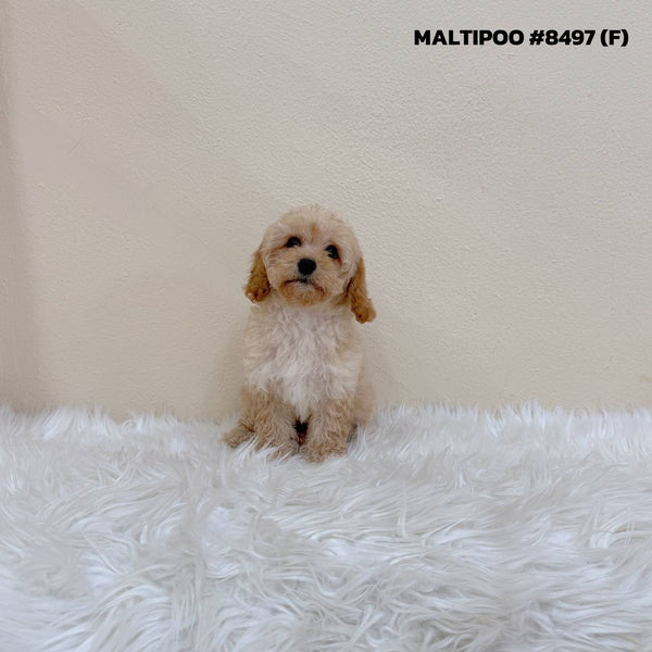 Maltipoo - 8497 (F)