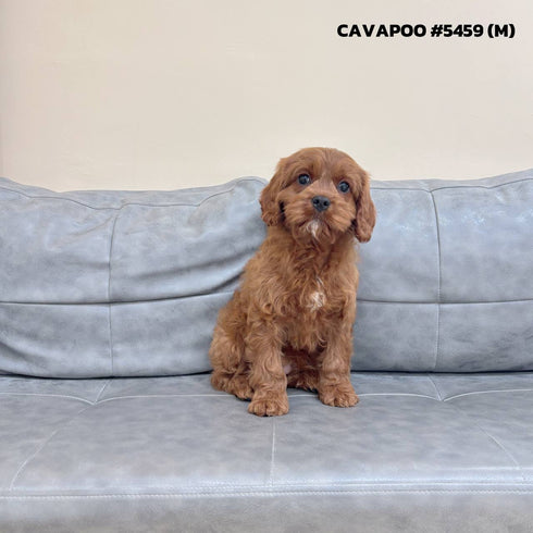 Cavapoo - 5459 (M)
