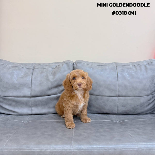 Mini Goldendoodle - 0318 (M)
