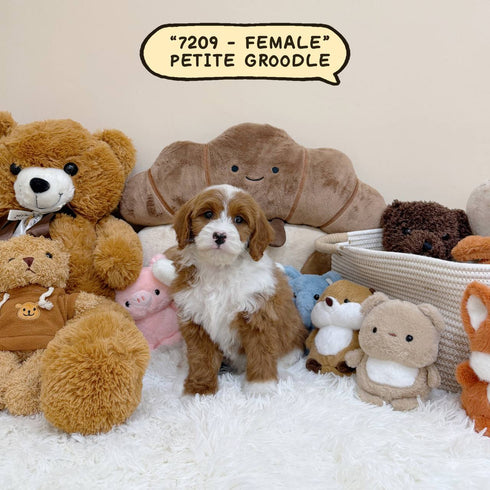 Petite Groodle - 7209 (Female)