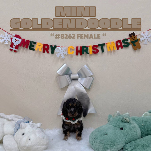 Mini Goldendoodle - 8262 (F)