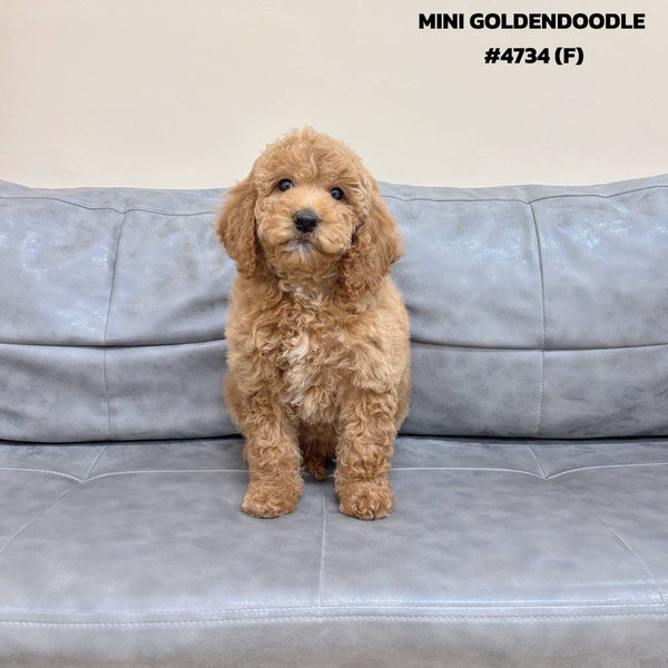 Mini Goldendoodle - 4734 (F)