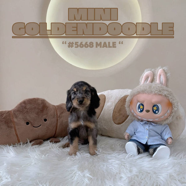Mini Goldendoodle - 5668 (M)