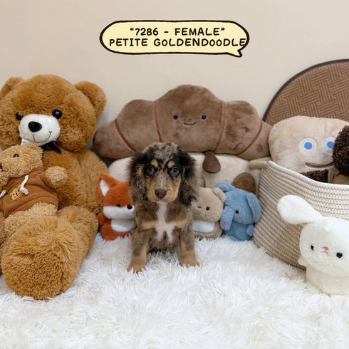 Petite Goldendoodle - 7286 (Female)