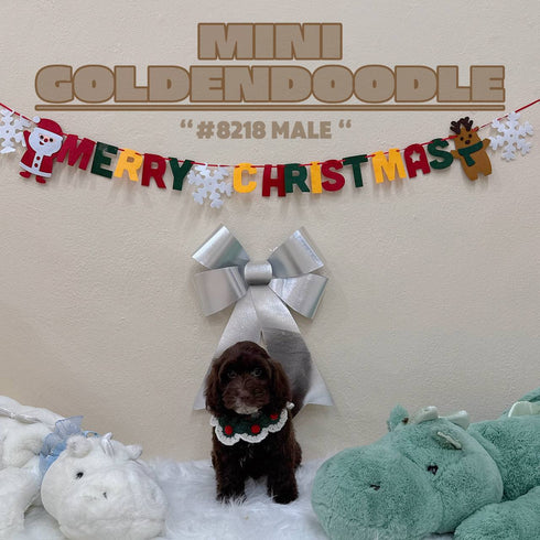 Mini Goldendoodle - 8218 (M)