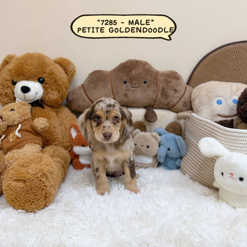 Petite Goldendoodle - 7285 (Male)