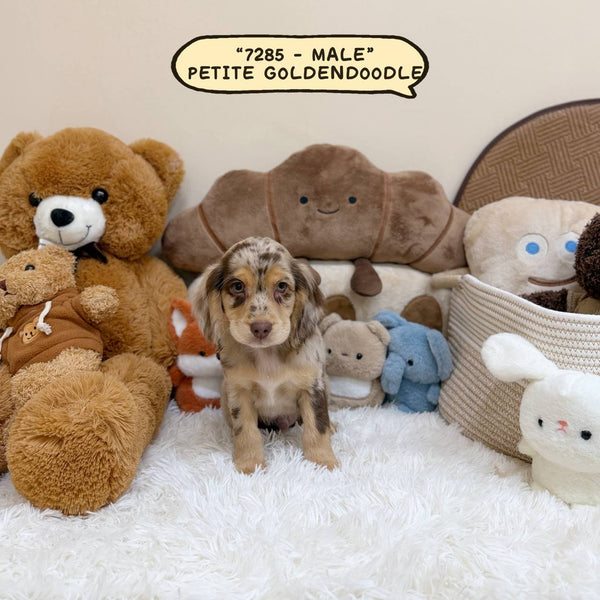 Petite Goldendoodle - 7285 (Male)
