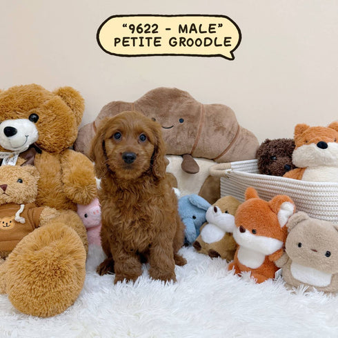 Petite Groodle - 9622 (Male)