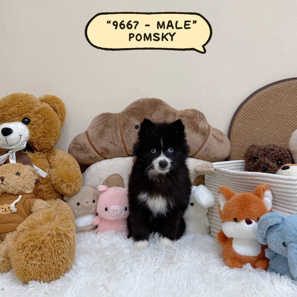 Pomsky - 9667 (Male)