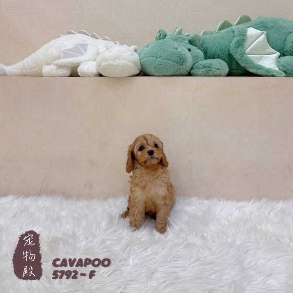 Cavapoo - 5792 (F)