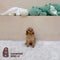 Cavapoo - 5792 (F)