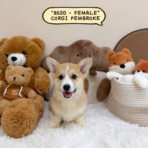Corgi Pembroke Welsh - 8520 (Female)