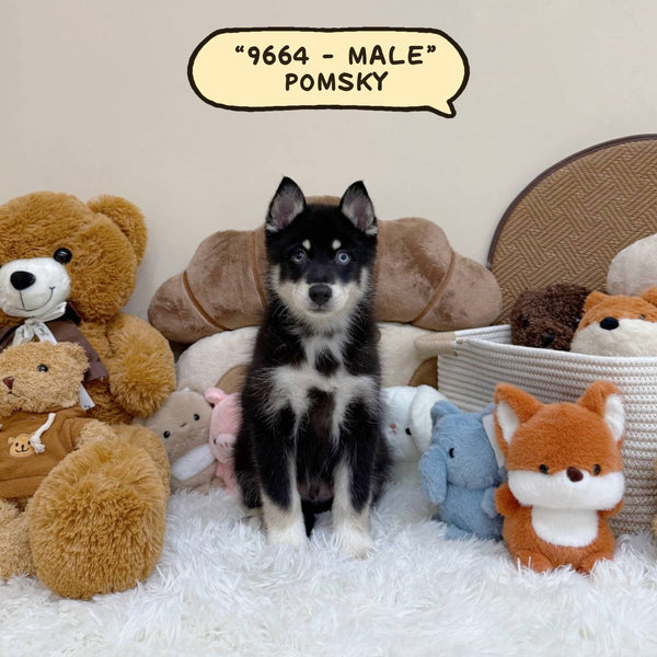 Pomsky - 9664 (Male)