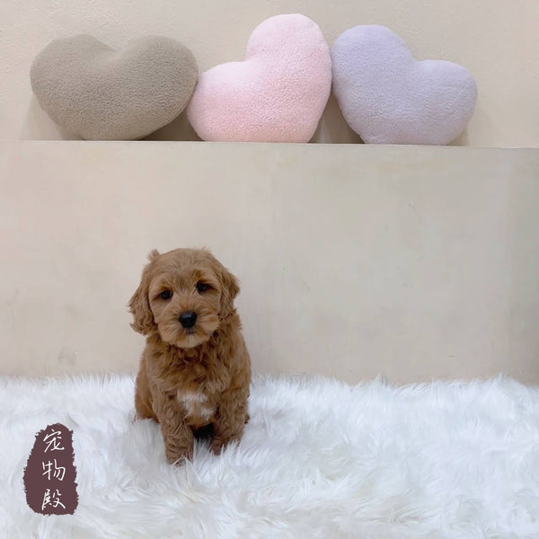 Mini Goldendoodle - 3678 (M)