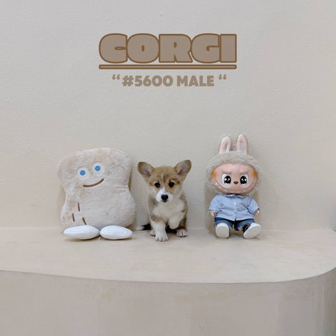 Corgi - 5600 (Male)